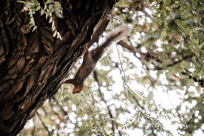 Low angle view of squirrel on tree