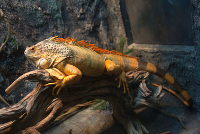 Close-up of lizard on rock