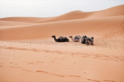 Scenic view of desert