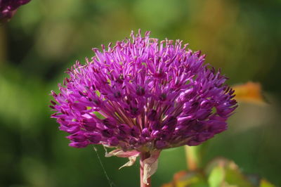 Close-up of purple flowering plant