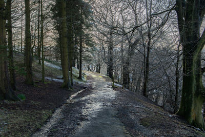 Road amidst trees in forest