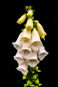 Close-up of flowers over black background