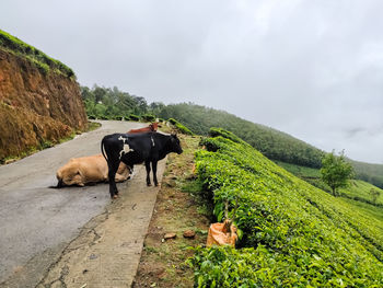 Cows standing in a valley