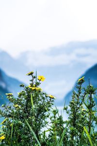Low angle view of yellow flowers blooming against sky
