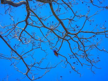 Low angle view of bare trees against blue sky