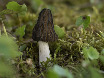 Close-up of mushroom growing on field
