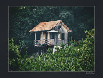 House amidst trees and plants in forest