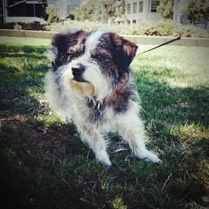 Dog looking away on field