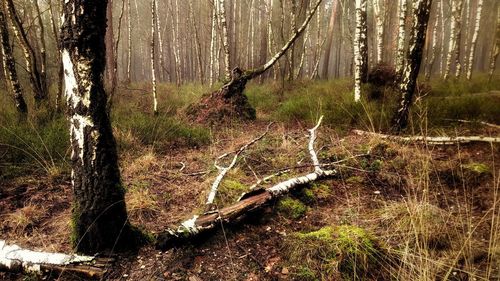 Sunlight falling on tree trunk in forest