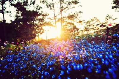 Close-up of flower against sky