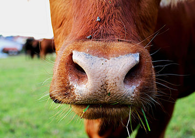 Close-up of an animal