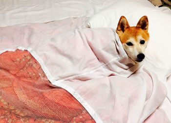 High angle portrait of dog relaxing on bed