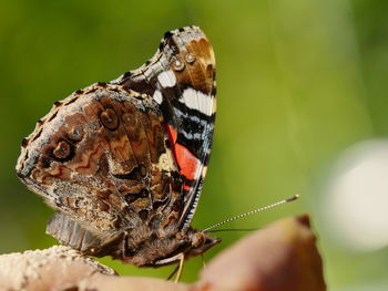 Close-up of butterfly perching on plant