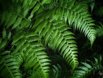 Full frame shot of fresh green leaves