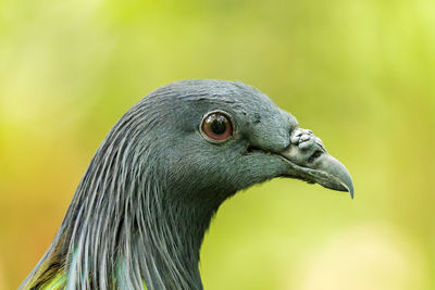 Close-up of a bird