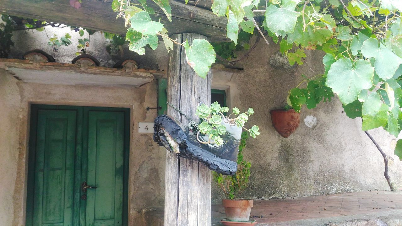 POTTED PLANT AGAINST BUILDING