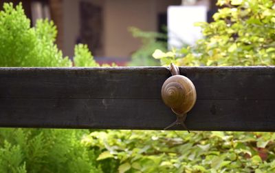 Close-up of snail on plant