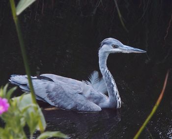 Heron swimming in lake