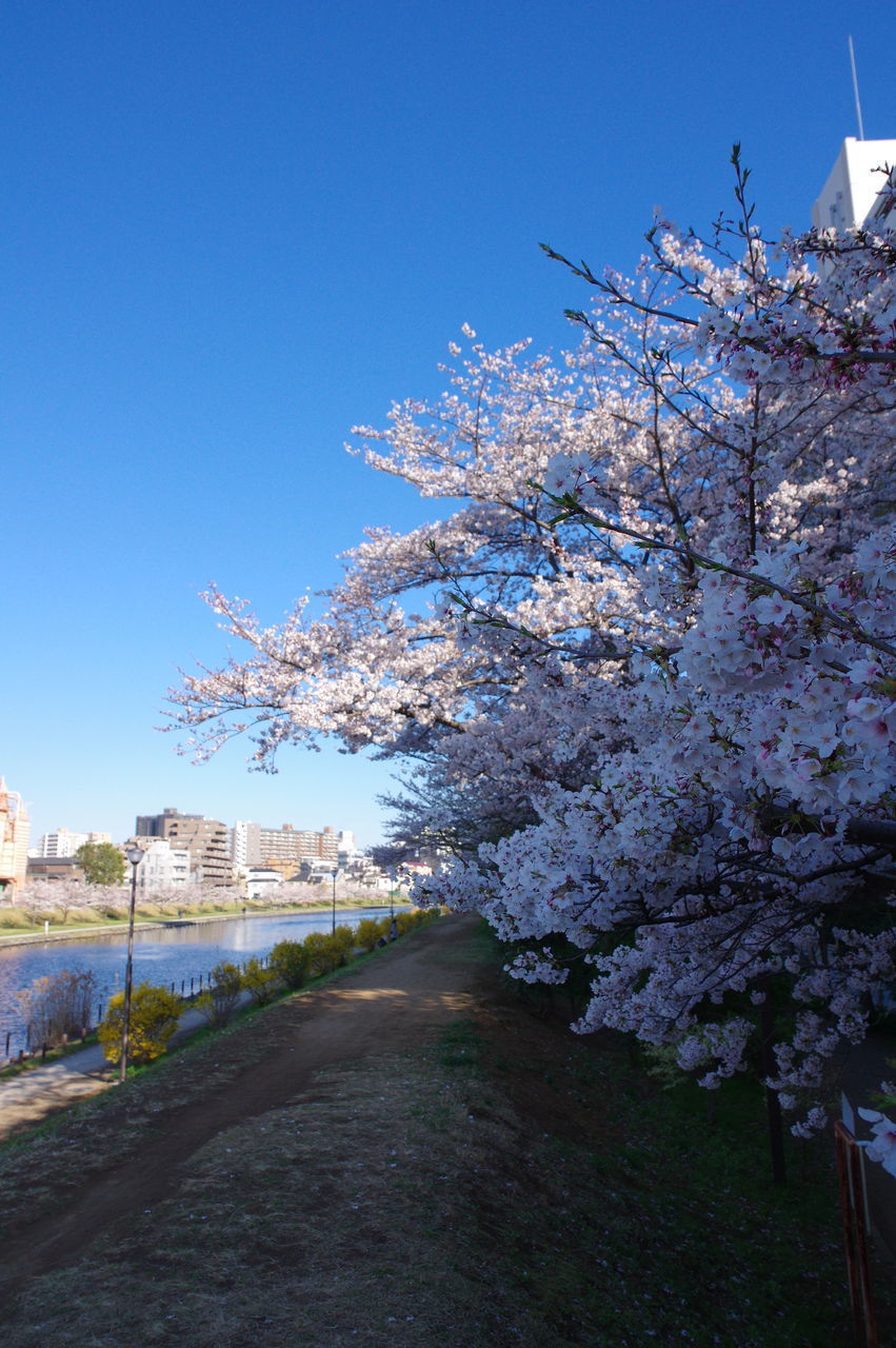 VIEW OF CHERRY BLOSSOM FROM ROAD