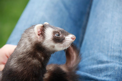 Close-up portrait of a domestic ferret resting on the knees of its owner. moscow, russia