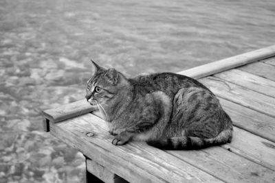 High angle view of a cat sitting on wood