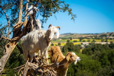 Sheep on tree