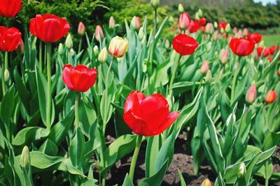 Close-up of red tulips blooming in field