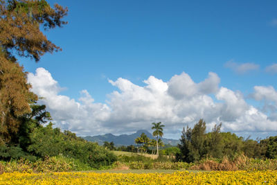 Panoramic shot of trees on field against sky