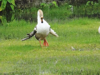 Bird flying over a field