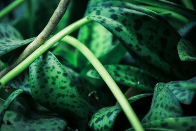 Close-up of fresh green leaves