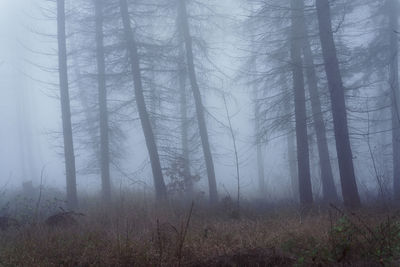 Trees in forest