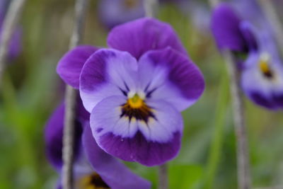 Close-up of purple flower