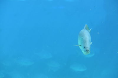 Close-up of jellyfish swimming in sea