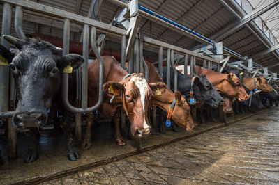 View of cows in shed