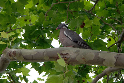 Low angle view of bird perching on tree
