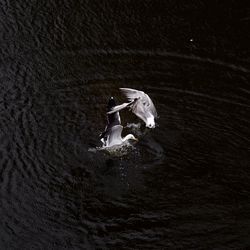 Swan swimming in lake