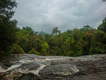 Scenic view of forest against sky