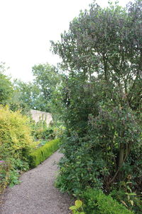 Trees growing in a park