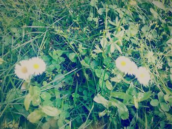 Close-up of white flowers blooming in field