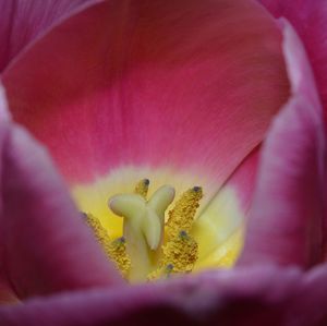 Close-up of pink flower blooming outdoors