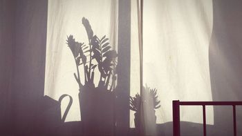 Shadow of potted plants on curtain at home