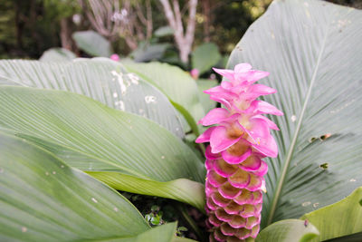 Close-up of pink flowering plant