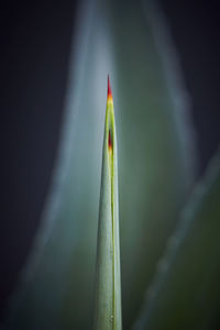 Close-up view of leaf
