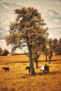 Sheep grazing on field against cloudy sky