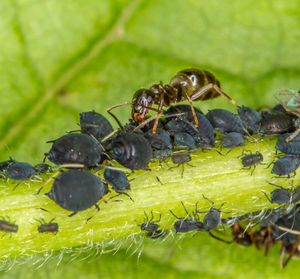 Close-up of insects on leaf