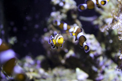 Close-up of fish swimming in sea