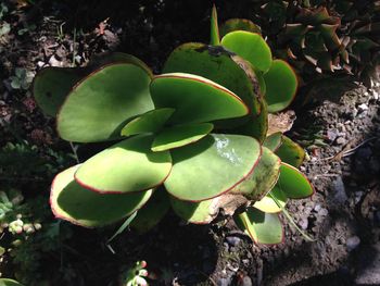 Close-up of succulent plant