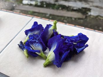 High angle view of purple flowering plant