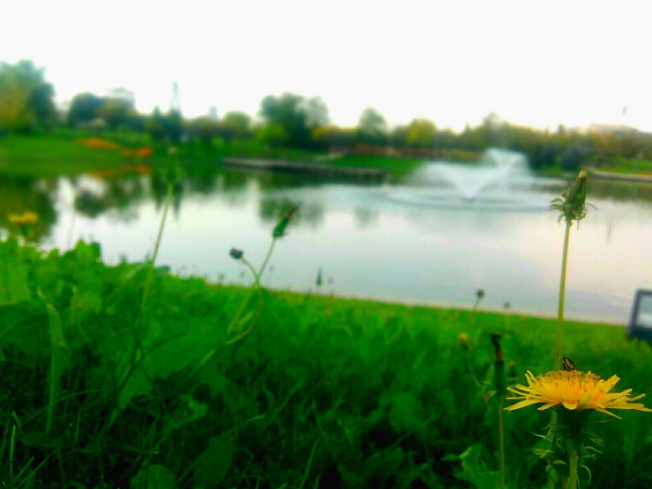 flower, water, growth, beauty in nature, freshness, fragility, plant, grass, nature, lake, field, focus on foreground, tranquility, tranquil scene, stem, reflection, clear sky, close-up, scenics, green color