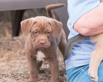 Low section of man with dog